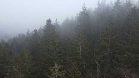 Bayrischer Wald aus Drohnensicht