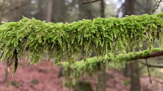 Mit Moos bewachsener Ast