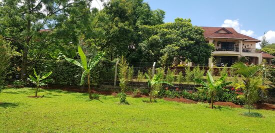 Die Bananenstauden! Bin schon sehr gespannt, vermutlich so in einem Jahr werde ich meine ersten eigenen Bananen ernten!