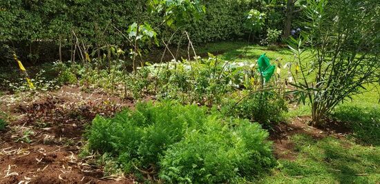Der Gemüsegarten! Karotten, Tomaten, Kürbisse und...