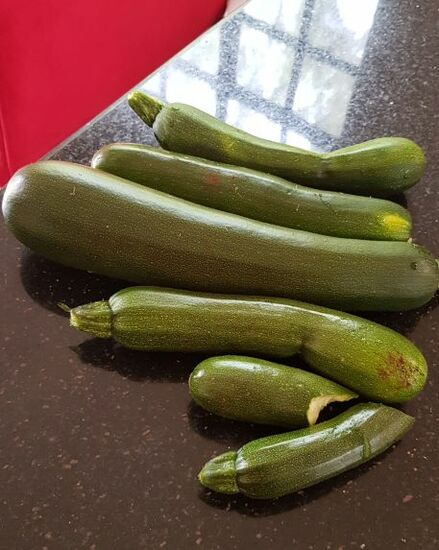 ZUCCHINIS ohne Ende!