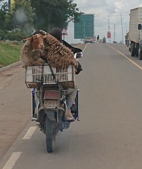 Zwei Schafe im Plastikkörbchen!