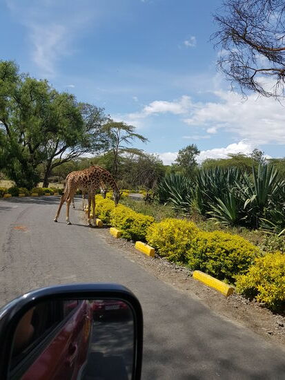 Wochenendtrip zum Lake Naivasha