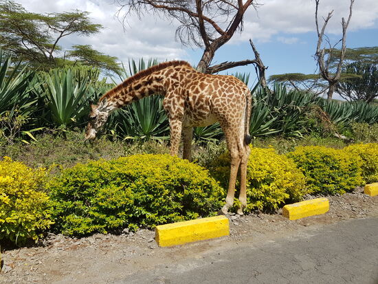 stop - Giraffe crossing!