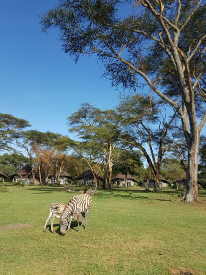 Im Garten der Sopa Lodge kann man einfach neben den Zebras spazierengehen!