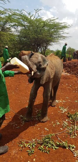 Sheldrick Elephant Orphanage in Nairobi