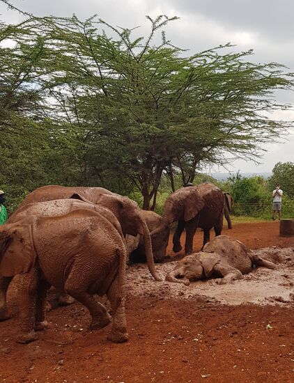 Das Elefantenwaisenhaus rettet Elefantenbabies aus ganz Kenia, wenn Ihnen aufgrund Dürre, Verletzungen oder den Tod der Mutter der eigene Tod droht. Sie werden aufgezogen und nach einigen Jahre wieder ausgewildert.