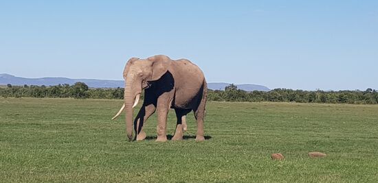 Ol Pejeta Conservancy und der Elefant direkt vorm Zelt