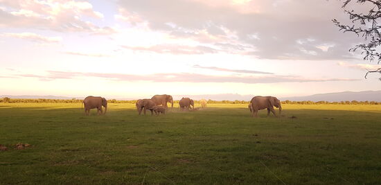 Zum Sonnenuntergang kam die ganze Herde mit ca. 30 Tieren