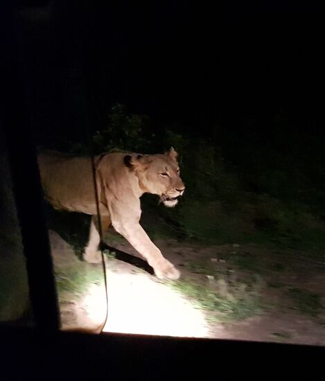 Nachtsafari! Und endlich die Big 5 an einem Tag (der Leopard wollte sich aber nicht fotografieren lassen)