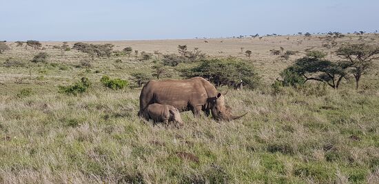 Lewa Conservancy: Nashornschutzgebiet mit sehr viel Nachwuchs