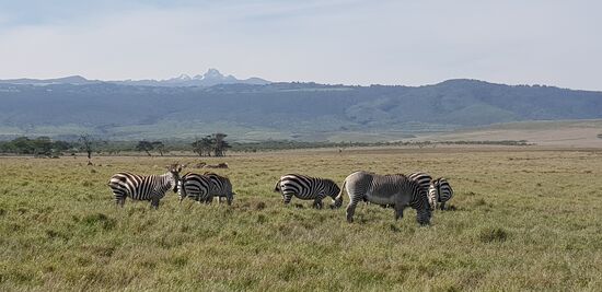 Zebras mit Mount Kenya im Hintergrund