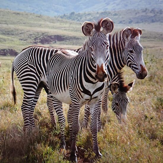 Grevy Zebras: Gibt es nicht überall und meine neuen Lieblinge! Sooo lustig mit den großen Ohren