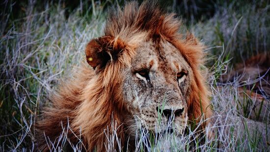 Der hübscheste Löwe, den ich bisher sehen durfte!