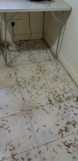 Kommt der Regen, kommen die Termiten... Und sowas findet man dann morgens um 07 Uhr