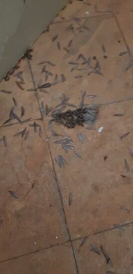 Fiese kleine Viecher, manche krabbelten am Morgen leider noch!