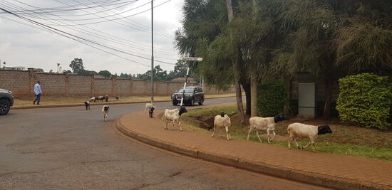 Auf dem Weg zur Arbeit mitten im Wohnviertel