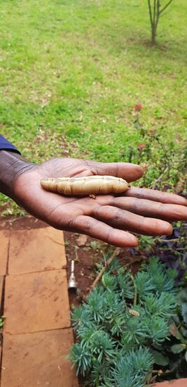 Finde den König �