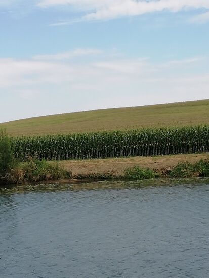 Immer wieder Maisfelder...