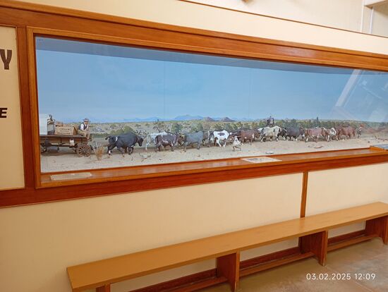 20 Ochsen wurden für ein Gespann gebraucht