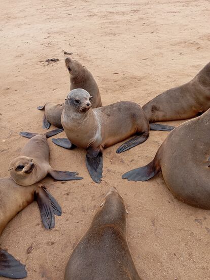 Warnschilder weisen darauf hin, dass man mit den Fingern nicht versuchen solle, die Tiere zu berühren und heftige Bewegungen zu vermeiden