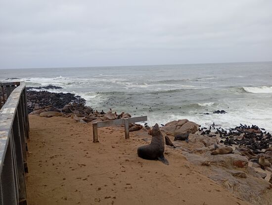 Weit über die Hälfte aller Tiere soll sich in der See hier tummeln. Alle leben von den Fischen hier!
