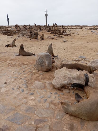 Das Kreuz wurde inzwischen restauriert, die Seehunde unter Naturschutz gestellt und heute verwehren sie den Menschen den Zugang zum Kreuz.