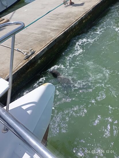 Sogar beim Anlegen am Ponton tummeln sich Seehunde im Schraubenstrudel