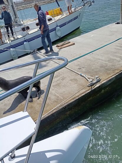 ....und retten sich sogar auf die Betonfläche der Anlegebrücke !