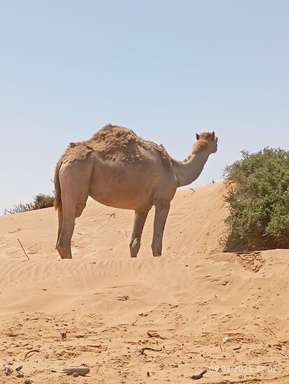 Ursprünglich lebten in der Namib keine Kamele, sie wurden aus der Sahara beschafft für den Tourismus hier.