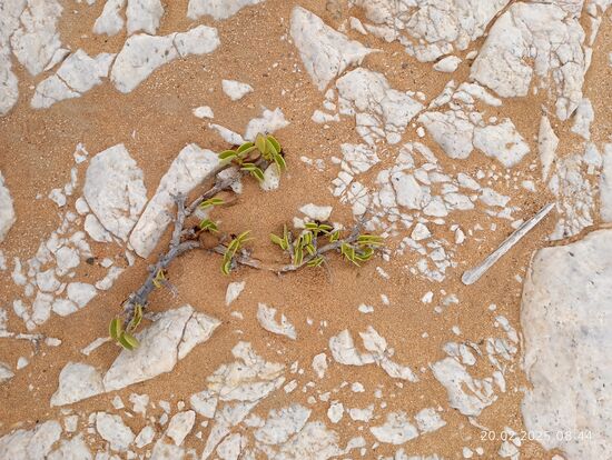 eine kleine Spalte im Gestein, in die die Wurzel gerade eben hineinpasst, reicht aus zum Anwachsen