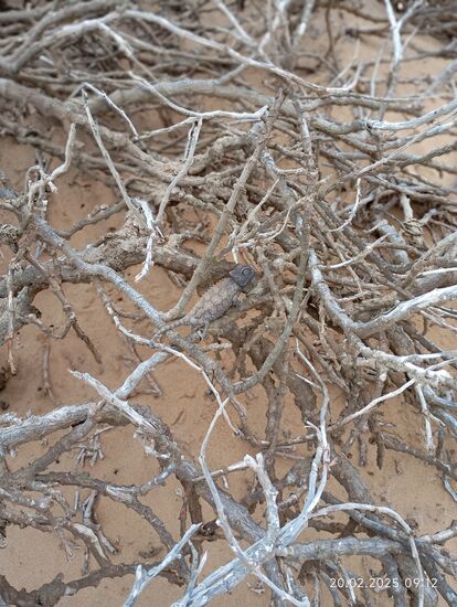 Oder hier auf dem stacheligen Gebüsch: Entdeckt ihr mitten drin das Tierchen? Solange wir dabei waren, haben nur dessen Augen laufend geblitzt, der Körper blieb regungslos