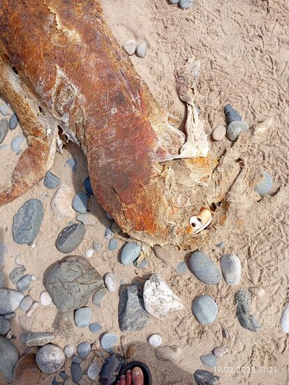 Der Kopf hat stark gelitten.