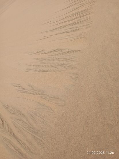 Das sieht man nur heute: Durch den Nieselregen ist die Oberkante des Wüstensandes 1 cm durchfeuchtet, doch daruter ist alles trocken. Der Sand rieselt trotzdem, bildet aber Abbruchkanten, die man sonst nicht sieht !