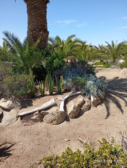 Die Knochen krepierter Seelöwen gehören auch dazu, am Cross Point 100 km weiter nördlich kommen sie zu Tausenden am Sandstrand des Atlantiks vor