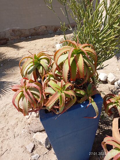 Welwitschia heißt eine Pflanze, die über 3000 Jahre im Wüstensand wachsen kann und heute noch lebt, Schildkröten sind da vergleichsweise kurzlebig !