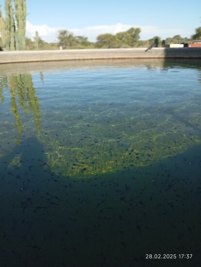 Ein Wasservorratsbehälter am Haus. Kaum hatte es geregnet, da müssen auch schon Frösche ihre Eier hier abgelegt haben, es wimmelt von Kaulquappen!