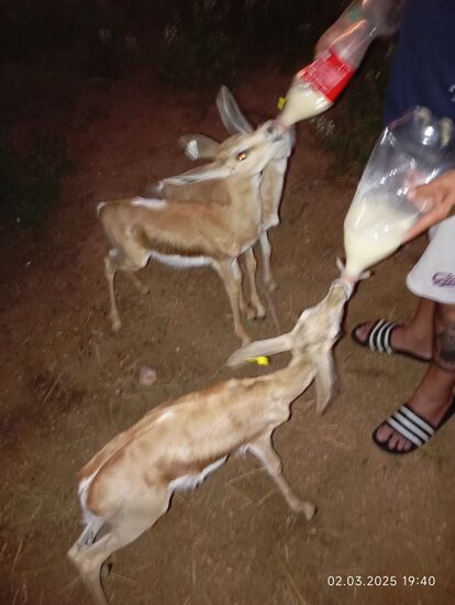 die drei bestimmen genau die Reihenfolge, nach der sie an die Flasche dürfen, lassen aber für das dritte Tier noch genug übrig !