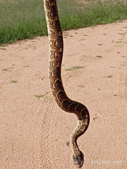 Andreas hält die Schlange am Schwanzende fest, das sei ungefährlich, weil sie ja schon tot sei, sich aber doch noch bewege. Nicht giftige Schlangen fasse er am Kopf an und werfe sie in weitem Bogen ins Gebüsch.