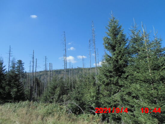 Naturschutzgebiet pur, aber die Luftverschmutzung hat ihre Spuren hinterlassen, mal sehen, ob junge Triebe den Wald wieder aufbauen werden können.