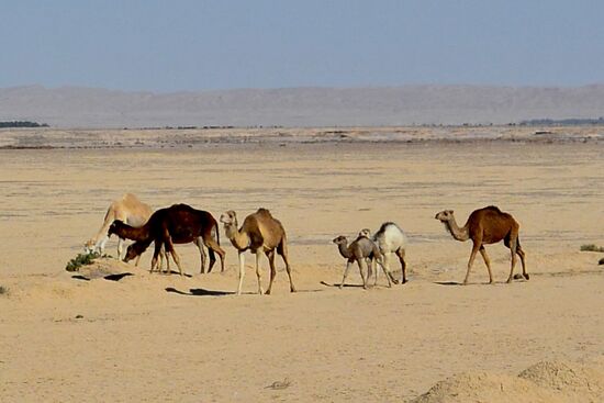 Wüstenschiffe auf ihrem Weg