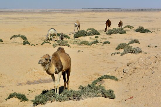 Der Anführer der Gruppe