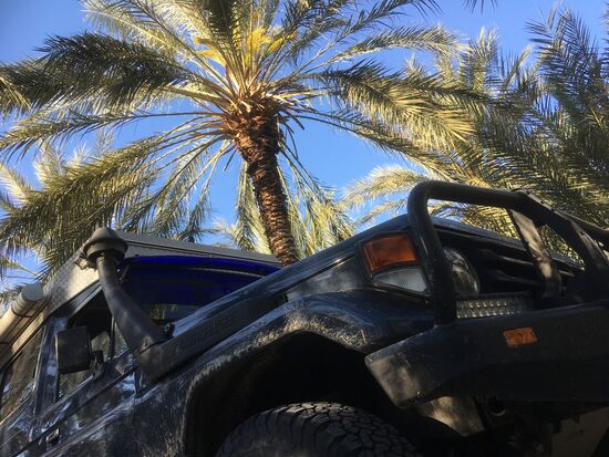 Das Leben im Palmenhain erwacht