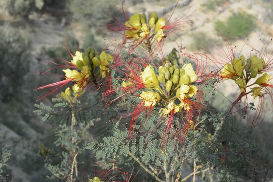 exotische Blütenpracht