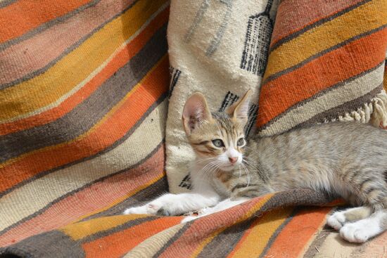 Katzenbett auf Kamelhaardecken