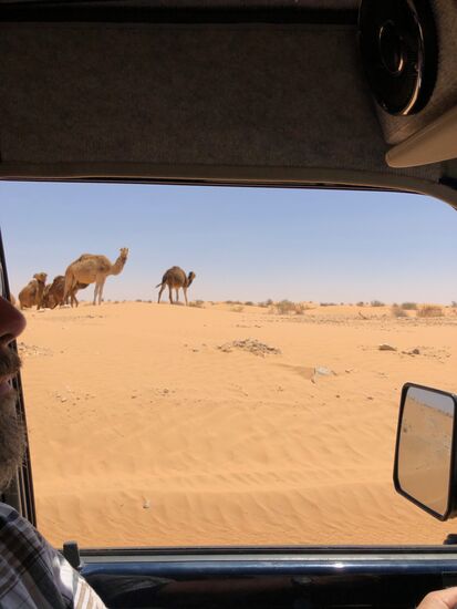 Kamele schauen neugierig durch’s Seitenfenster