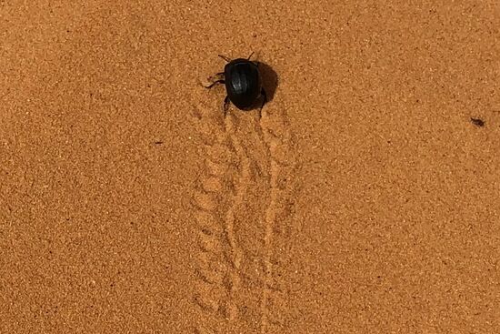 wie kann dieser schwarze Käfer hier im Sand überleben?