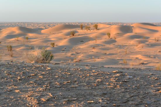 Bückeldünen im Abendlicht