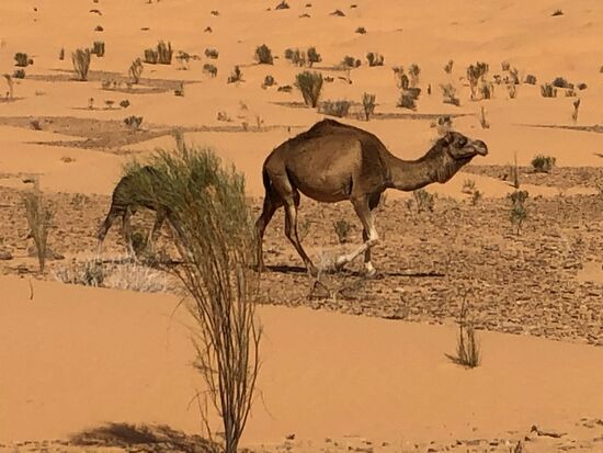 ein Muttertier in unserer Nähe schätzt ab, ob es mit seinem Kleinen wohl fliehen müsse