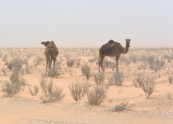 Kamele: beobachten lange die großen, sanften Tiere